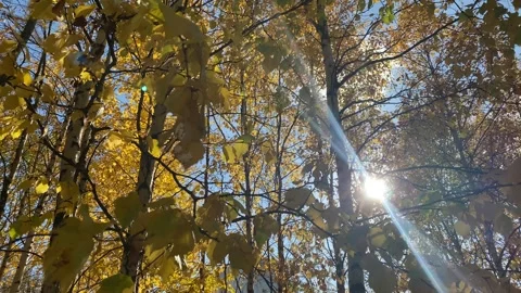 The sun through the branches Stock Footage 250189766