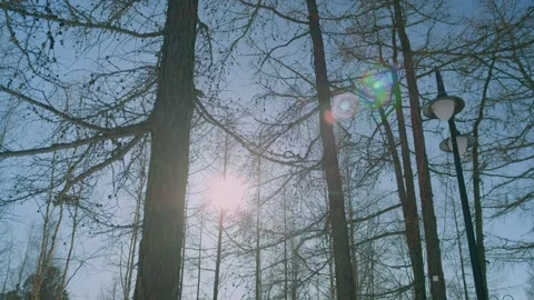 The sun through the branches 動画素材 272603564