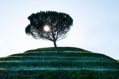 The sun through the branches Stock Photos