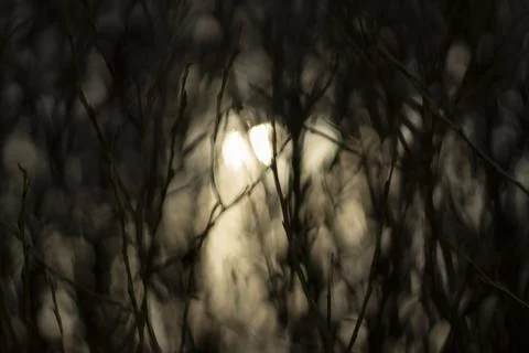The sun through the branches of the plant. Background with plants. Stock Photos