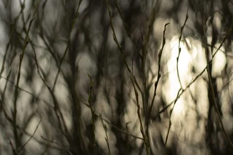 The sun through the branches of the plant. Background with plants. Stock Photos