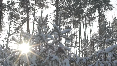 Sun through the branches of snow-covered trees. arrival of spring Video stock 86208912