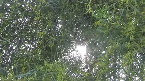 The sun through the branches of the spring flowering tree with yellow flowers Stock-Footage 152254117