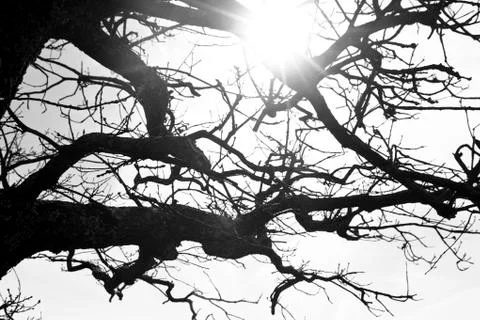 Sun through the branches; tree, afternoon, daylight, black and white Stock Photos