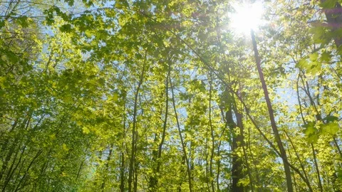 Sun through the branches of the tree 스톡 동영상 108492367