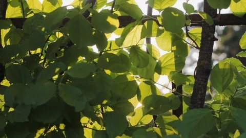 Sun through  branches  tree  nature 스톡 동영상 109604137