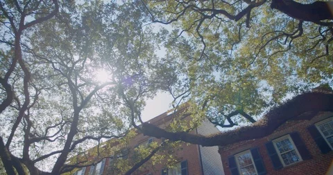 Sun Through Branches of Tree in Savannah Georgia Neighborhood 動画素材 119021410
