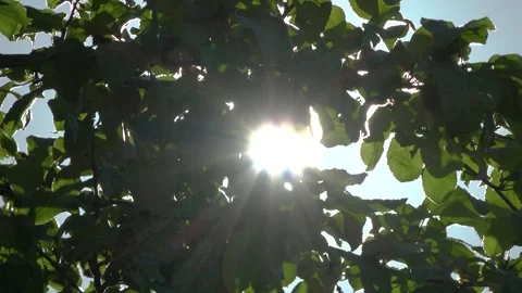 Sun through the branches of trees Stock Footage 137102082