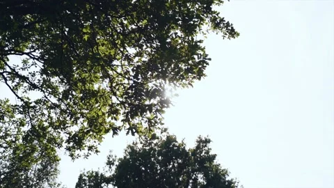The sun through the branches of trees on a summer day Stock Footage 158570352