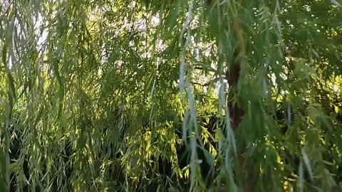 The sun through the branches of a weeping willow Stock-Footage 205185238