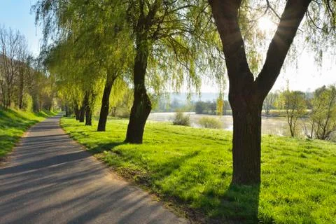 Sun through Branches of Weeping Willow by Cycle Path and River Main in Morning, Stock Photos