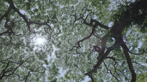 Sun through canopy tree, Hawaii, HD 스톡 동영상 41797654