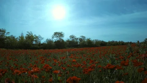 The sun through the clouds shines on the field with red flowers Stock Footage 90923297