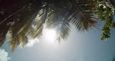 Sun Through Coconut Tree Leaves 4K Stock Footage 152873685