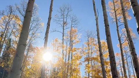 Sun through Colorado aspens in full fall foliage Video stock 321432622