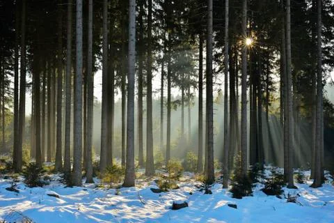 Sun through Coniferous Forest in Winter, Altenau, Harz, Lower Saxony, Germany Stock Photos