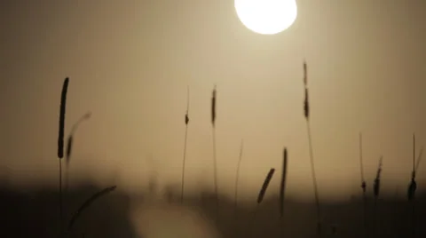 Sun through Crops, Backlit 스톡 동영상 33170164