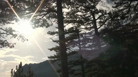 A sun through the crowns of trees Video stock 33450576