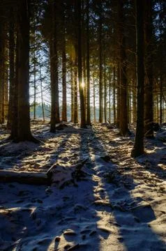 Sun through a dark winter forest