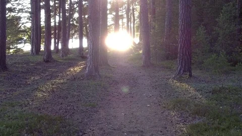 Sun through deep forest in Sweden Stock Footage 81063865