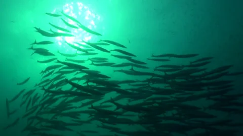 Sun through deep water and giant barracuda school Stock Footage 33070801