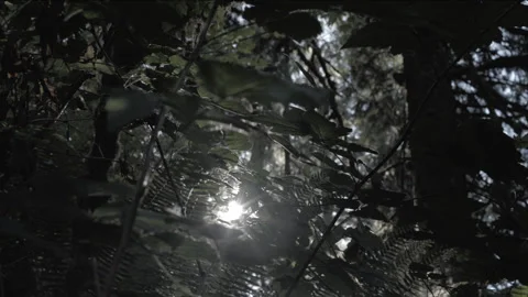Sun through Dense Foliage Stock Footage 302768026