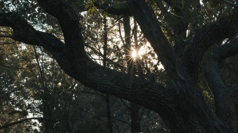Sun Through Dense Oak Trees Stock Footage 121812621