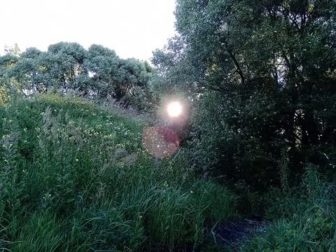 Sun through dense vegetation 写真素材