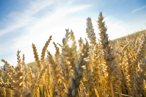 Sun through the ears Stock Photos