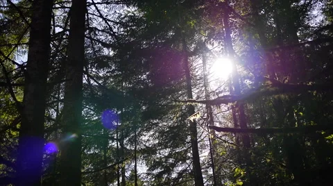 Sun Through Evergreen Trees Stock Footage 56001937