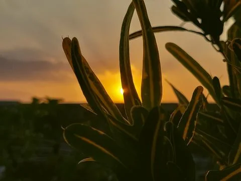 Sun through of exotic codiaeum variegatum plant in the orange sky at sunset time Stock Photos