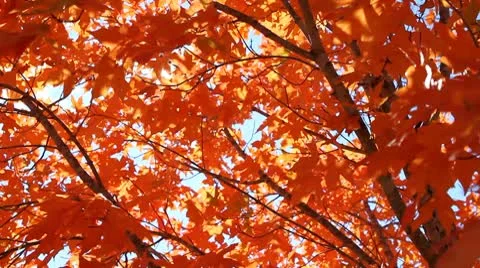 Sun Through Fall Leaves Stock Footage 8975376