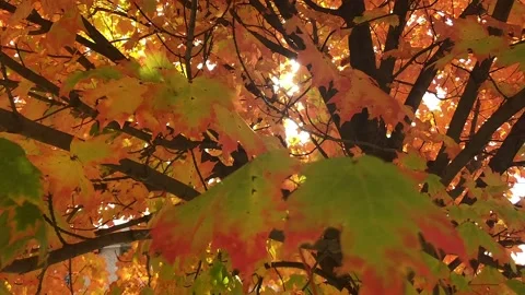 Sun Through Fall Leaves Stock Footage 169974478