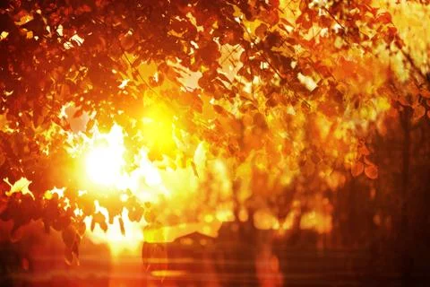 Sun Through Fall Leaves Stock Photos
