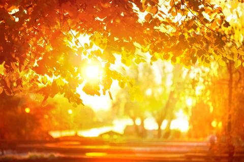 Sun Through Fall Leaves Stock Photos