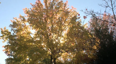 Sun through fall tree Stock Footage 32364279