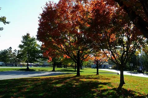 Sun through the Fall trees in Carpenter Park Stock Photos