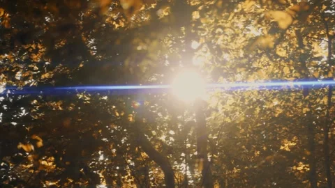 Sun through fall trees Stock Footage 250018048