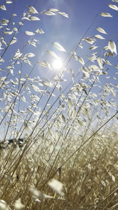 Sun through Field Stock Footage 319355438