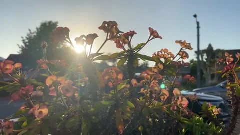 Sun through the flowers Stock Footage 168907148