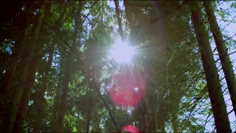 Sun through the foliage Stock Footage 136359728