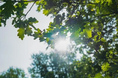 The sun through the foliage Stock Photos