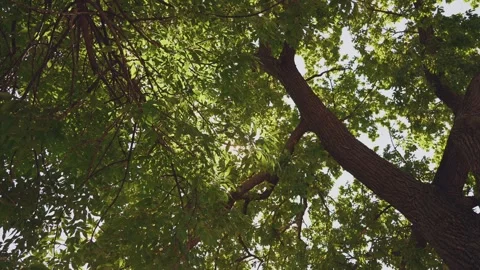 The sun through the foliage of trees, slow motion photography Stock Footage 278304987