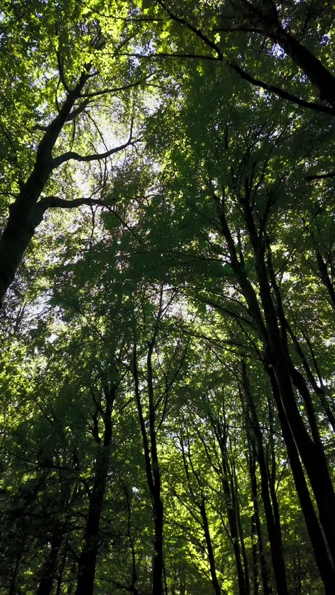 Sun through forest canopy looking up Stock Footage 341863941