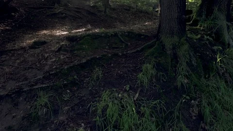 Sun through the forest Stock Footage 97156714