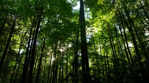 Sun Through Forest Time Lapse Stock Footage 42104595