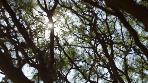 Sun through forest tree Stock Footage 77049304