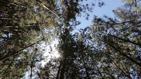 Sun through forest trees Video stock 77047973