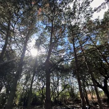 Sun through Forest Trees Stock Photos