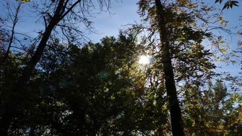 Sun through Forest Trees slow motion lens flare Stock Footage 231861590